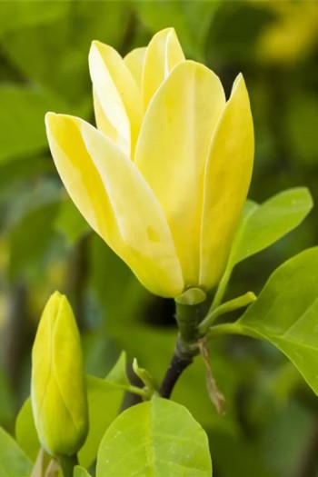 Магнолія гібридна Дафні | Magnolia hybrida Daphne | Магнолия гибридная Дафни